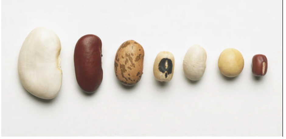 Organic Mountain Beans